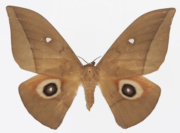 /filer/webapps/moths/media/images/A/acuta_Lobobunaea_AF_Basquina.jpg
