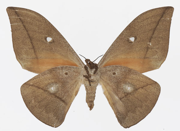 /filer/webapps/moths/media/images/A/acuta_Lobobunaea_AF_Basquinb.jpg