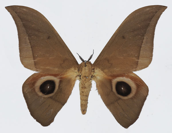 /filer/webapps/moths/media/images/A/acuta_Lobobunaea_AM_Basquina.jpg