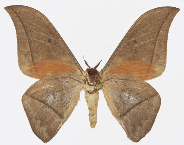/filer/webapps/moths/media/images/A/acuta_Lobobunaea_AM_Basquinb.jpg