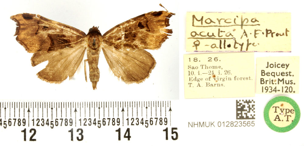 /filer/webapps/moths/media/images/A/acuta_Marcipa_AT_BMNH.jpg