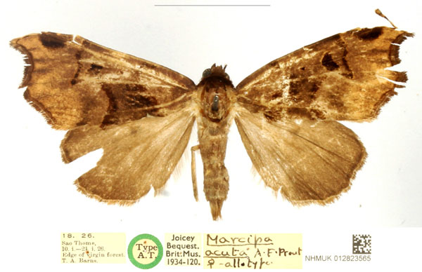 /filer/webapps/moths/media/images/A/acuta_Marcipa_AT_BMNH_whMbLN9.jpg