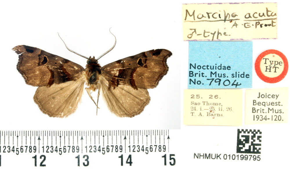 /filer/webapps/moths/media/images/A/acuta_Marcipa_HT_BMNH.jpg