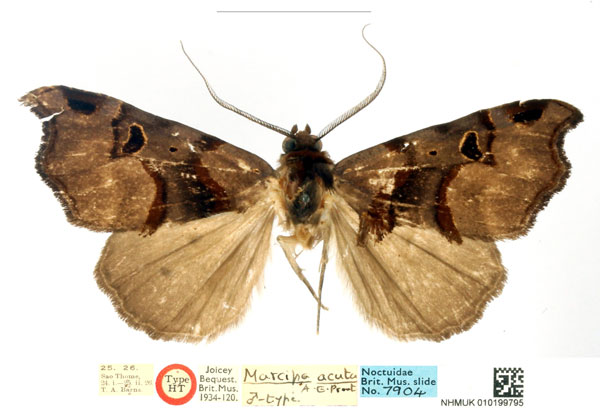 /filer/webapps/moths/media/images/A/acuta_Marcipa_HT_BMNH_bA8eS0C.jpg