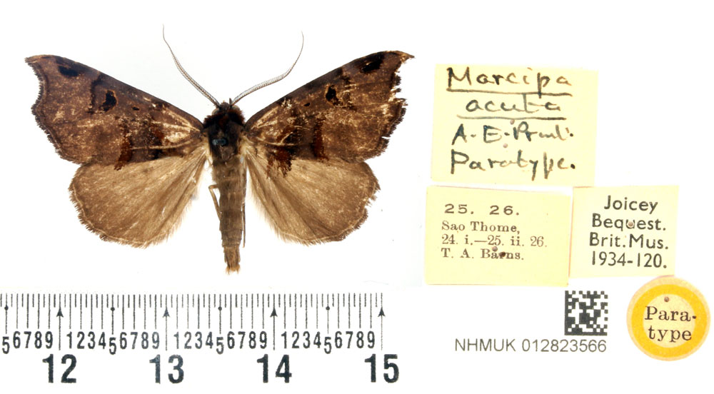 /filer/webapps/moths/media/images/A/acuta_Marcipa_PTM_BMNH.jpg