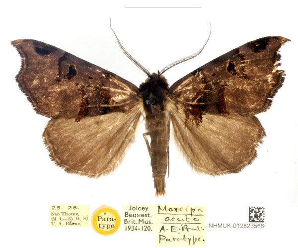 /filer/webapps/moths/media/images/A/acuta_Marcipa_PTM_BMNH_6ke9tab.jpg