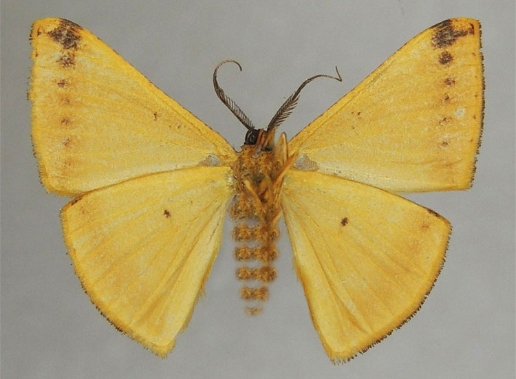 /filer/webapps/moths/media/images/A/acuta_Pigiopsis_HT_ZSMb.jpg