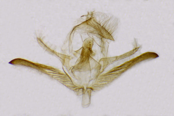 /filer/webapps/moths/media/images/A/acuta_Rhipidarctia_HTGM_ZSM.jpg
