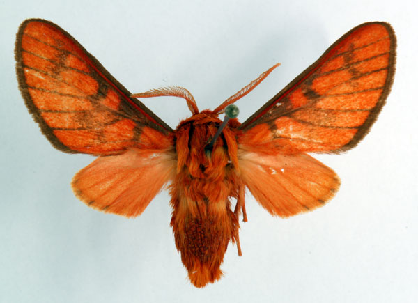 /filer/webapps/moths/media/images/A/acuta_Rhipidarctia_HT_ZSM_01.jpg