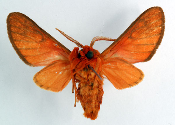 /filer/webapps/moths/media/images/A/acuta_Rhipidarctia_HT_ZSM_02.jpg