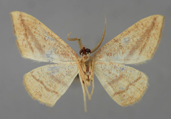 /filer/webapps/moths/media/images/A/acuta_Traminda_A_ZSM_02.jpg
