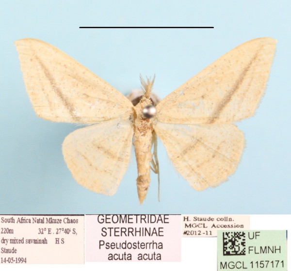 /filer/webapps/moths/media/images/A/acuta_Traminda_MGCLa_01.JPG