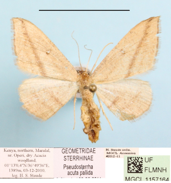 /filer/webapps/moths/media/images/A/acuta_Traminda_MGCLa_02.JPG