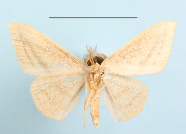 /filer/webapps/moths/media/images/A/acuta_Traminda_MGCLb_01.JPG