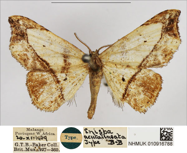 /filer/webapps/moths/media/images/A/acutalineata_Enispa_HT_NHMUK.jpg