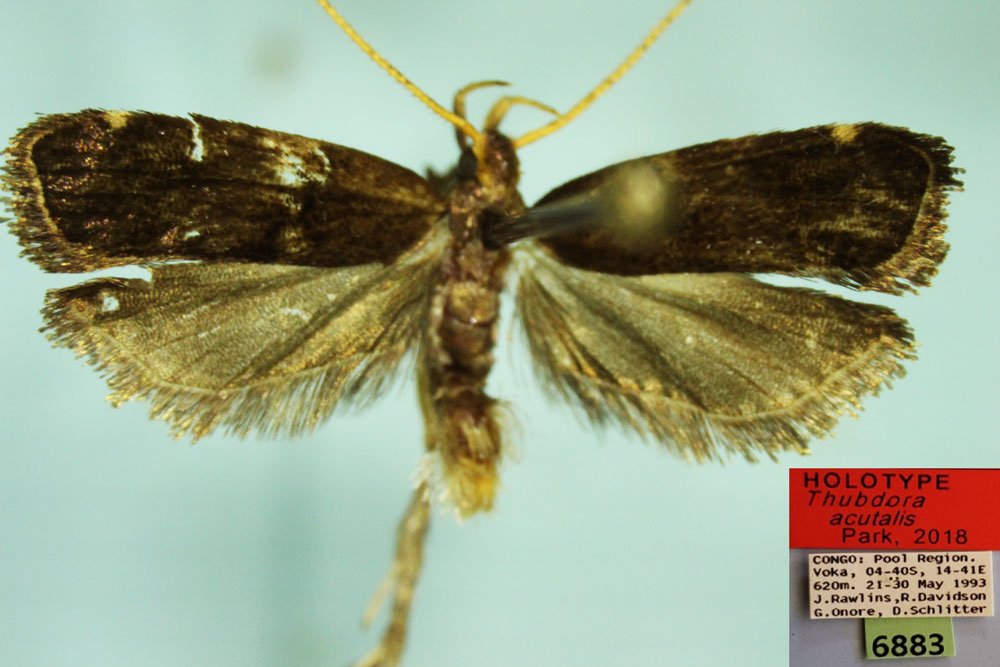 /filer/webapps/moths/media/images/A/acutalis_Thubdora_HT_CMP.jpg