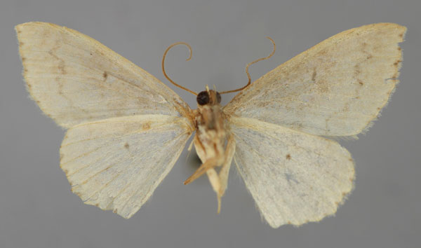 /filer/webapps/moths/media/images/A/acutanellus_Scopula_HT_ZSM_02.jpg