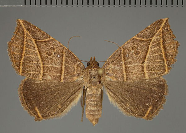 /filer/webapps/moths/media/images/A/acutangula_Gonelydna_AF_Fiebig.jpg