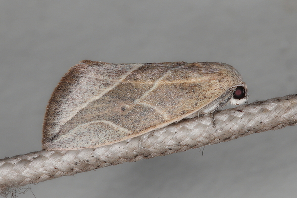 /filer/webapps/moths/media/images/A/acutangula_Neaxestis_A_Heyns_02.jpg