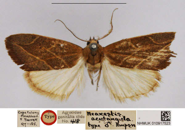 /filer/webapps/moths/media/images/A/acutangula_Neaxestis_HT_NHMUK.jpg