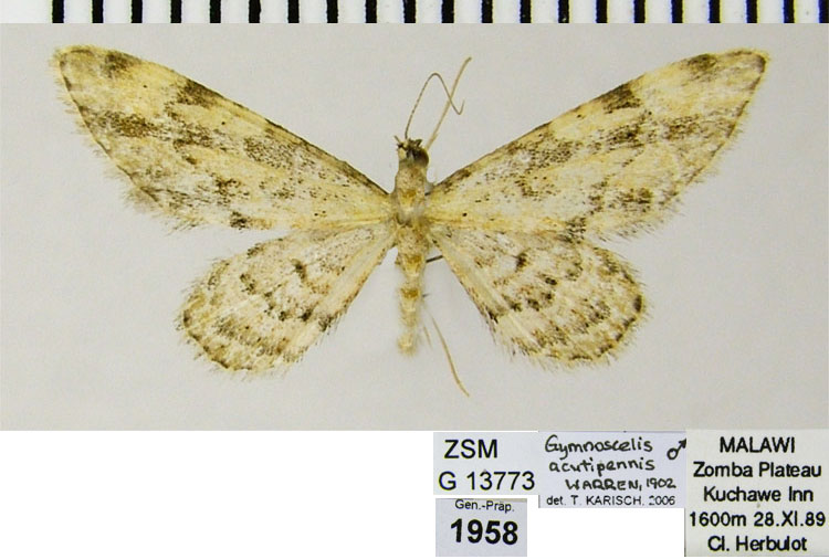 /filer/webapps/moths/media/images/A/acutipennis_Gymnoscelis_AM_ZSMa.jpg