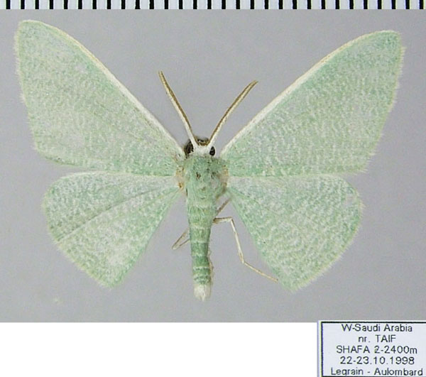 /filer/webapps/moths/media/images/A/acutipennis_Prasinocyma_AM_ZSMa.jpg