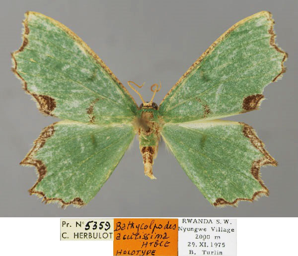 /filer/webapps/moths/media/images/A/acutissima_Bathycolpodes_HT_ZSM_01.jpg