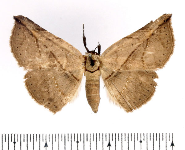 /filer/webapps/moths/media/images/A/acutissima_Hypopleurona_AF_BMNH.jpg
