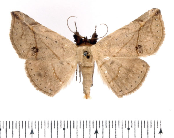 /filer/webapps/moths/media/images/A/acutissima_Hypopleurona_AM_BMNH.jpg