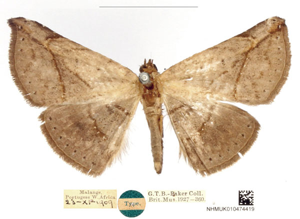 /filer/webapps/moths/media/images/A/acutissima_Parathermes_HT_BMNH_ADDUFwJ.jpg