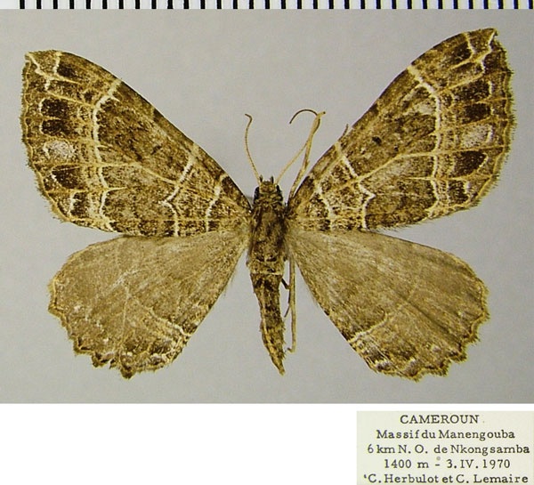 /filer/webapps/moths/media/images/A/acutivalvis_Ctenaulis_AF_ZSMa.jpg