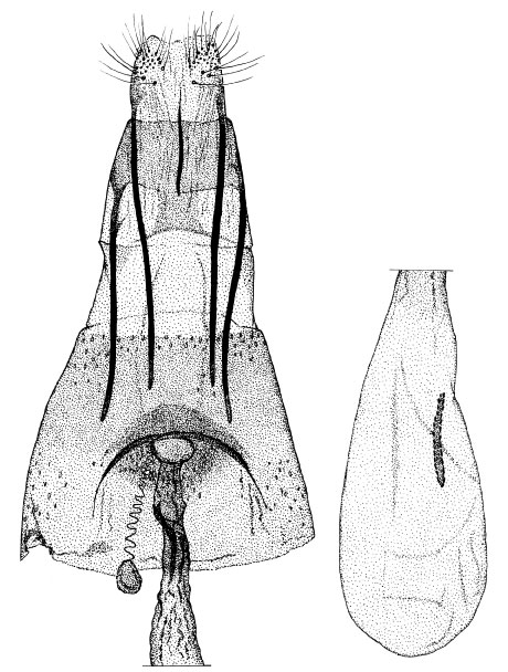 /filer/webapps/moths/media/images/A/acutulus_Phyllonorycter_GF_DePrins.jpg
