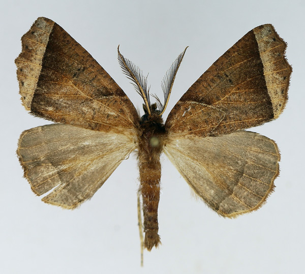 /filer/webapps/moths/media/images/A/acyrthoria_Odontopera_AM_TMSA.jpg