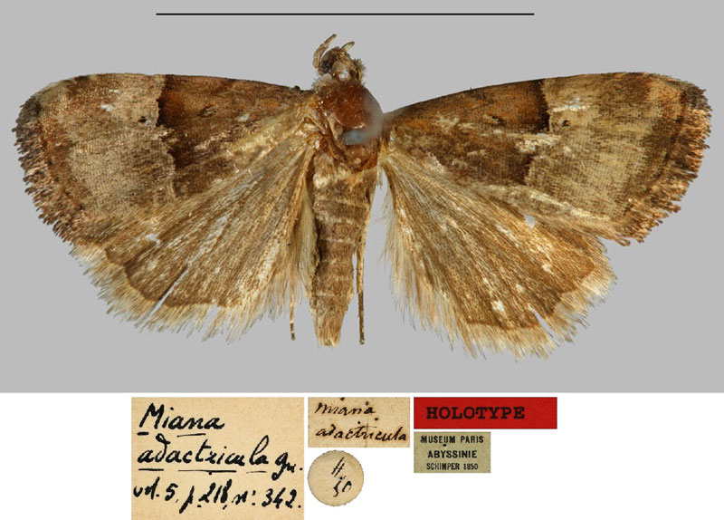 /filer/webapps/moths/media/images/A/adactricula_Miana_HT_MNHN.jpg