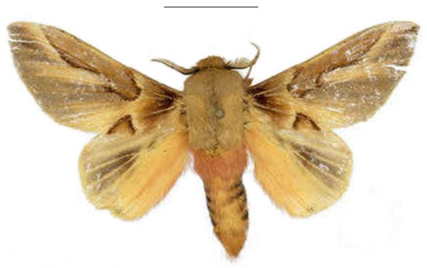 /filer/webapps/moths/media/images/A/adalensis_Leptometa_HT_ZSM.jpg