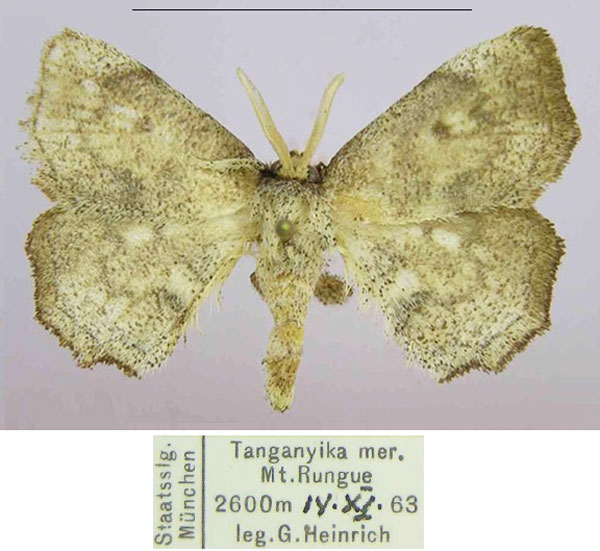 /filer/webapps/moths/media/images/A/adam_Ectropa_HT_ZSM_cOyU4XG.jpg