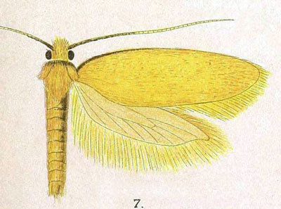 /filer/webapps/moths/media/images/A/adamasta_Tinea_STM_Meyrick_8-7.jpg