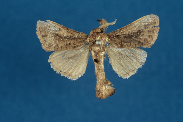 /filer/webapps/moths/media/images/A/adamauensis_Kroonia_HT_ZMHB.jpg