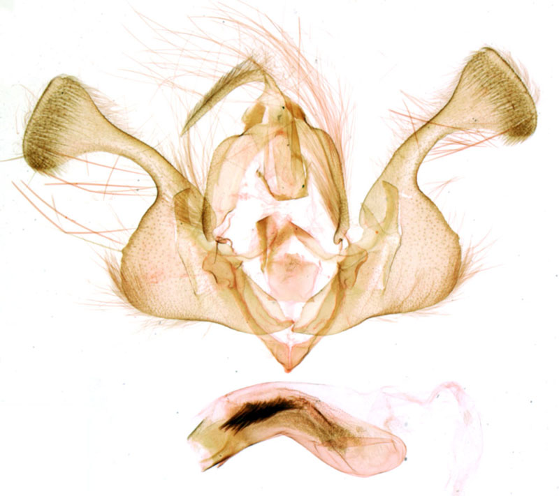 /filer/webapps/moths/media/images/A/adami_Tycomarptes_GMHT_MNHN_907.jpg