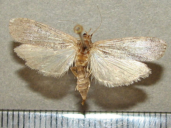 /filer/webapps/moths/media/images/A/adaptella_Lamoria_A_Goff.jpg