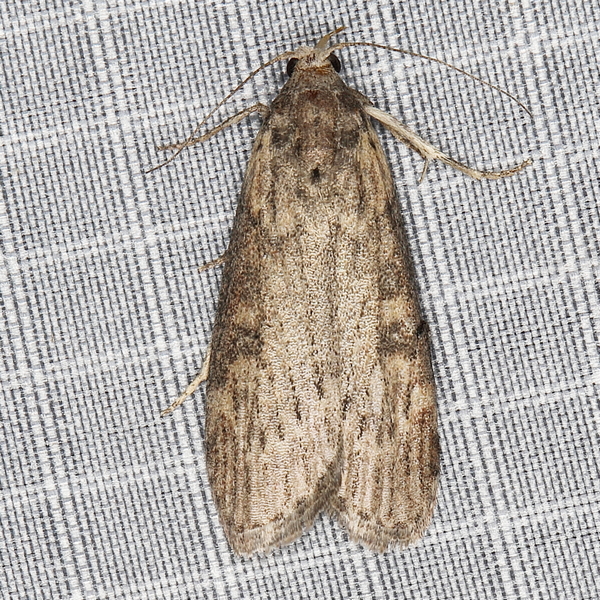 /filer/webapps/moths/media/images/A/adaptella_Lamoria_A_Heyns_01.JPG