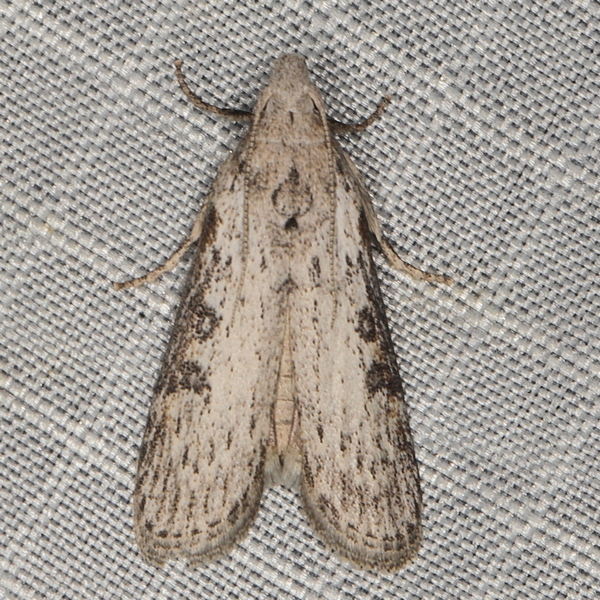 /filer/webapps/moths/media/images/A/adaptella_Lamoria_A_Heyns_02.JPG