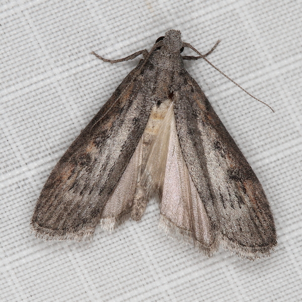 /filer/webapps/moths/media/images/A/adaptella_Lamoria_A_Heyns_03.JPG