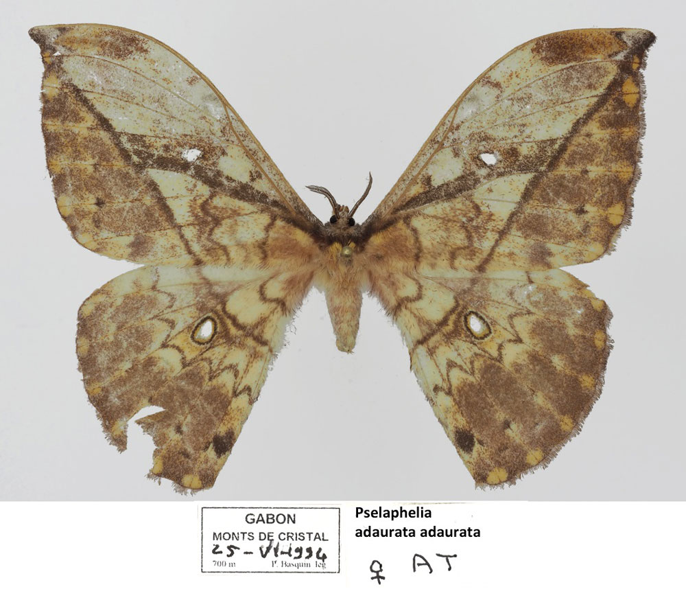 /filer/webapps/moths/media/images/A/adaurata_Pselaphelia_AT_Basquina.jpg