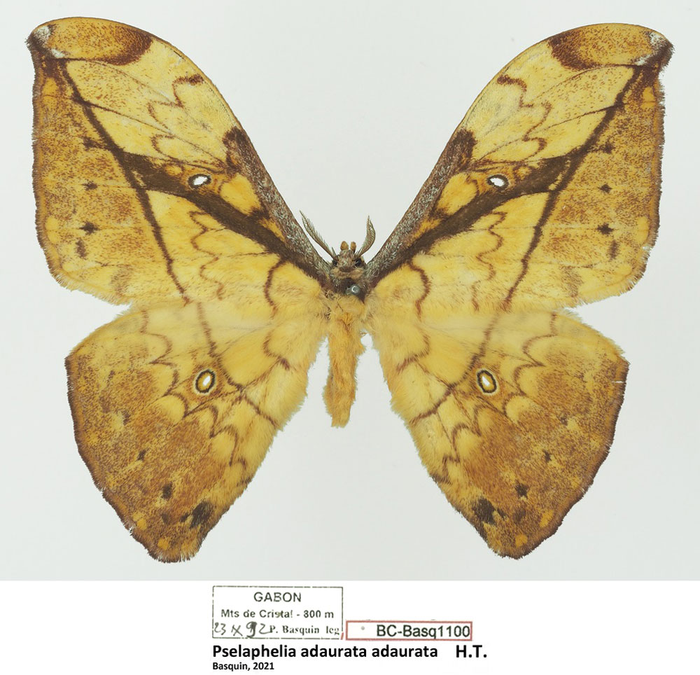 /filer/webapps/moths/media/images/A/adaurata_Pselaphelia_HT_Basquina.jpg