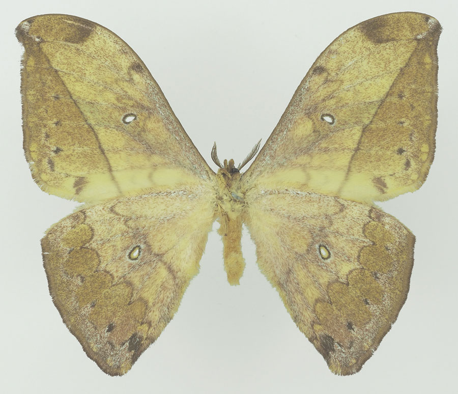 /filer/webapps/moths/media/images/A/adaurata_Pselaphelia_HT_Basquinb.jpg
