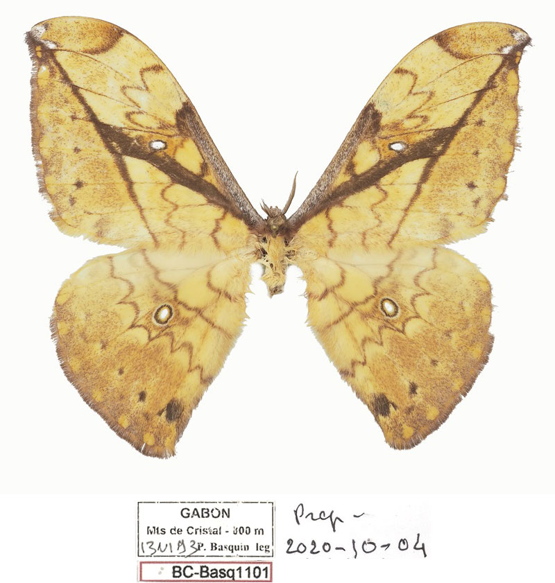 /filer/webapps/moths/media/images/A/adaurata_Pselaphelia_PTM_Basquina.jpg
