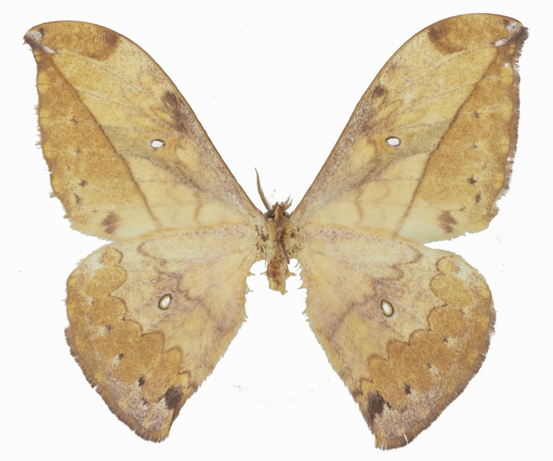 /filer/webapps/moths/media/images/A/adaurata_Pselaphelia_PTM_Basquinb.jpg