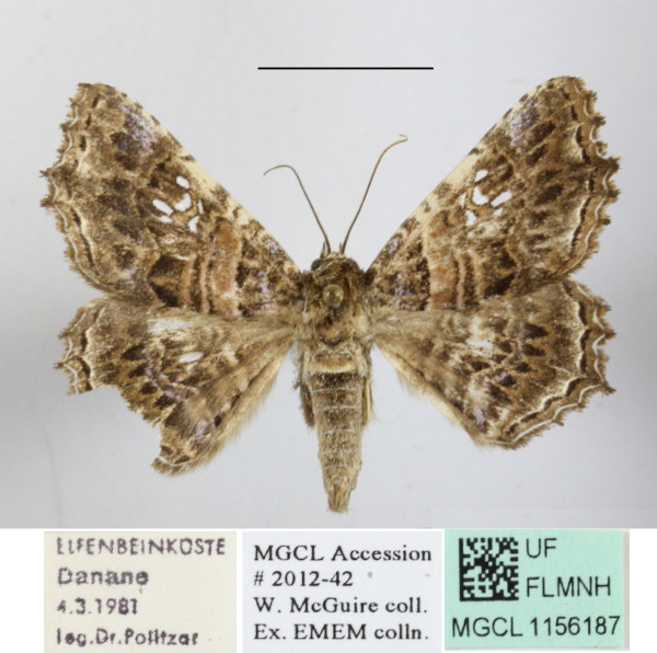 /filer/webapps/moths/media/images/A/addisonae_Homaea_A_MGCLa_01.jpg