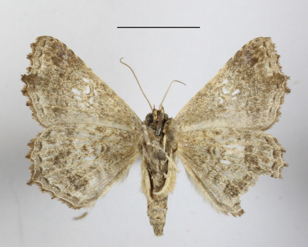 /filer/webapps/moths/media/images/A/addisonae_Homaea_A_MGCLb_01.jpg
